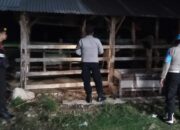 Cegah Kriminalitas, Polsek Sekotong Sisir Kandang Sapi Warga