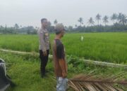 Bhabinkamtibmas Desa Bagik Nyaka Santri Monitoring Tanaman Jagung Warga untuk Dukung Ketahanan Pangan