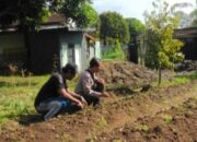 Sentuhan Bhabinkamtibmas di Dusun Senteluk Daye: Sulap Pekarangan Jadi Lahan Hortikultura Produktif