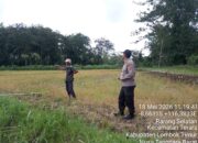 Personel Polsek Terara Cek Tanaman Jagung di Dusun Jeruk Desa Rarang Selatan