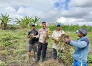 Bhabinkamtibmas Desa Bagik Papan Cek Panen Kacang Tanah dan Sampaikan Himbauan Kamtibmas