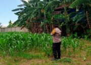Bhabinkamtibmas Polsek Labuapi Gerakkan Program Ketahanan Pangan Desa