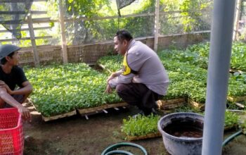 Bhabinkamtibmas Desa Tanak Gadang Monitoring Pembibitan Cabai dan Potchai untuk Dukung Program Ketahanan Pangan