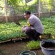 Bhabinkamtibmas Desa Tanak Gadang Monitoring Pembibitan Cabai dan Potchai untuk Dukung Program Ketahanan Pangan