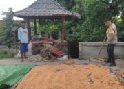 Bhabinkamtibmas Kuranji Dalang Turun Tangan Bantu Panen Padi