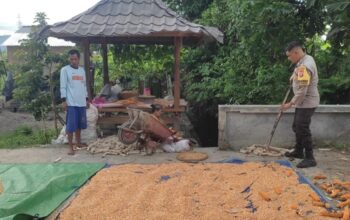 Bhabinkamtibmas Kuranji Dalang Turun Tangan Bantu Panen Padi