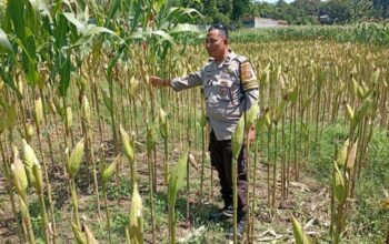 Bhabinkamtibmas Lombok Barat Kawal Produktivitas Petani Desa Merembu