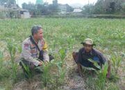 Cara Polsek Batulayar Lombok Barat Perkuat Ketahanan Pangan Desa