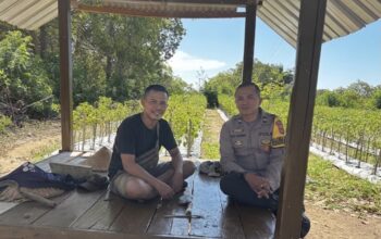 Pastikan Keamanan Area Perkebunan, Bhabinkamtibmas Desa Rhee Loka Sambangi Petani Cabai