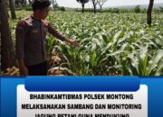Polsek Montong Polres Tuban Turun Cek Tanaman jagung Warga di Desa Bringin
