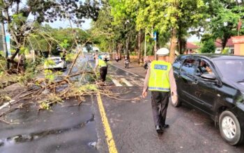 Satlantas Polres Lombok Barat Evakuasi Pohon Tumbang