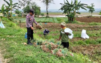 Petani Kerek Kembangkan Bawang Merah, Dukung Ketahanan Pangan Nasional