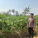 Polsek Singgahan Polres Tuban Turun Cek Tanaman jagung Warga di Desa Tingkis
