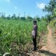 Polsek Tambakboyo Polres Tuban Turun Cek Tanaman jagung Warga di Desa Mander