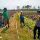 Bhabinkamtimas Polsek Senori Polres Tuban Menanam Jagung Bersama Warga Desa Wanglukulon Dukung Program Ketahanan Pangan
