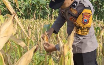 Hasil Pengecekan Buah Jagung Milik Warga di Desa Sumberjo Hampir Sempurna Untuk di Panen