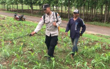 Polri Dukung Astacita, Polsek Merakurak Polres Tuban Turun Cek Tanaman Jagung Warga di Desa Tuwiri Kulon