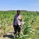 POLSEK BANGILAN DUKUNG KETAHANAN PANGAN MELALUI MONITORING TANAMAN JAGUNG DI WILAYAH HUKUM KECAMATAN BANGILAN
