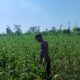 Polsek Tambakboyo Polres Tuban Turun Cek Tanaman jagung Warga di Desa Dikir