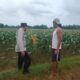 Polsek Plumpang Polres Tuban Turun Langsung Cek Tanaman Jagung Warga