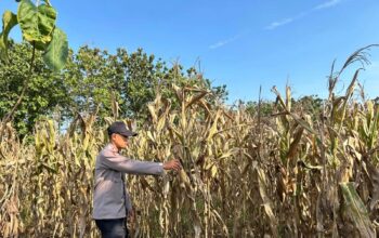 Polri Dukung Astacita, Polsek Merakurak Polres Tuban Turun Cek Tanaman Jagung Warga di Desa Tuwiri Wetan