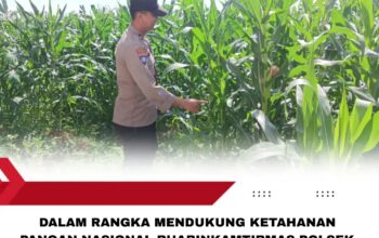 Polsek Singgahan Polres Tuban Turun Cek Tanaman jagung Warga di Desa Mulyoagun