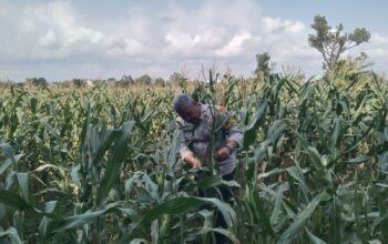 Anggota Bhabinkamtibmas Polsek Jenu Polres Tuban Turun ke Ladang, sambang lahan pertanian.