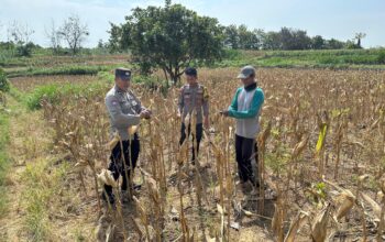 Dukung Ketahanan Pangan, Personel Polsek Bancar Monitoring Panen Jagung di Desa Cingklung
