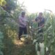 Anggota Bhabinkamtibmas Polsek Jenu Polres Tuban Turun ke Ladang, sambang lahan pertanian.