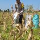 Bhabinkamtibmas Polsek Widang Pendampingan Petani Panen Jagung