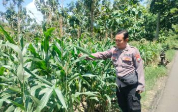Polri Dukung Astacita, Polsek Palang Polres Tuban Turun Cek Tanaman jagung milik Warga di Desa Dawung