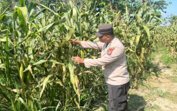 POLSEK BANGILAN DUKUNG KETAHANAN PANGAN MELALUI MONITORING TANAMAN JAGUNG WARGA
