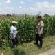 Bhabinkamtibmas Desa Jatisari Polsek Senori Gencar Monitoring Tanaman Jagung Warga Desa Binaan