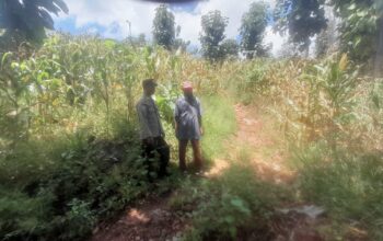 Bhabinkamtibmas Polsek Pekat Lakukan Pemantauan Lahan Jagung Warga, Dukung Ketahanan Pangan Nasional