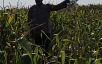 Bhabinkamtibmas Polsek Widang Monitoring Pertumbuhan Tanaman Jagung