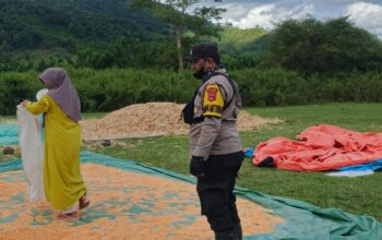 Pantau Masa Panen, Bhabinkamtibmas Desa Sebeok Pastikan Kelancaran Hasil Pertanian Jagung Warga