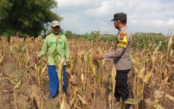 Monitoring Tanaman Jagung Warga di Desa Binaan, Bhabinkamtibmas Desa Wanglukulon Polsek Senori Polres Tuban Dukung Ketahanan Pangan