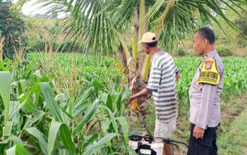 Polri Dukung Astacita, Polsek Grabagan Polres Tuban Turun Cek Tanaman jagung milik Warga di Desa Grabagan