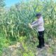 Polri Dukung Astacita, Polsek Rengel Polres Tuban Turun Cek Tanaman Jagung Warga di Desa Maibit