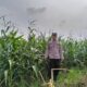 Polsek Plumpang Polres Tuban Turun Langsung Cek Tanaman Jagung Warga