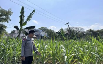 Dalam rangka Dukung Program Astacita, Bhabinkamtibmas Desa Sembung Polsek Parengan Polres Tuban sambang lokasi Tanaman Jagung di Desa Sembung Kec. Parengan Kab. Tuban