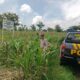 Polri Dukung Astacita, Polsek Semanding Polres Tuban Turun Cek Tanaman jagung milik Warga di Desa Semanding