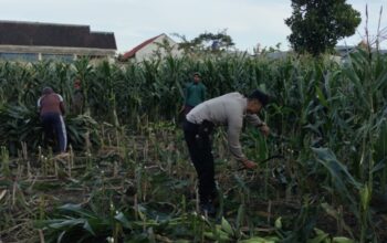 Dukung Ketahanan Pangan, Polsek Labuapi Inisiasi Tanam Jagung