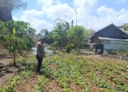 Bhabinkamtibmas Desa Bilelando Ajak Warga Manfaatkan Pekarangan untuk Dukung Ketahanan Pangan